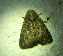 Aedia leucomelas