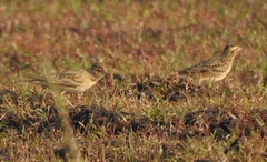 Calandrella brachydactyla