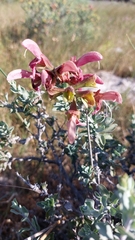 Salvia lanceolata