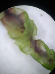 Scapania undulata