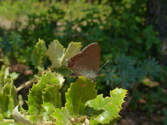 Satyrium esculi