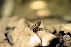 Rhinella margaritifera
