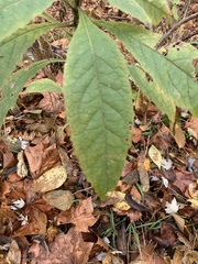 Verbesina alternifolia