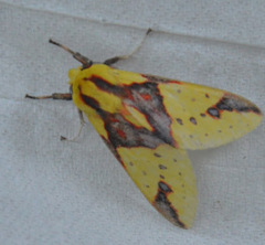 Symphlebia