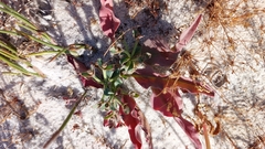 Euphorbia tuberosa