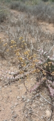 Crassula perforata