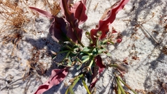 Euphorbia tuberosa