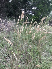Eragrostis capensis