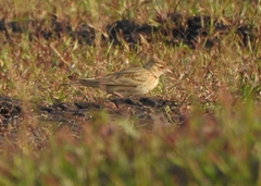Calandrella brachydactyla