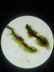 Scapania undulata