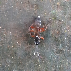 Ichneumon sarcitorius
