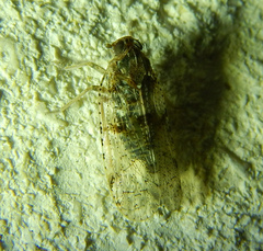 Cixiidae