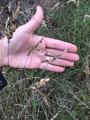 Eragrostis capensis