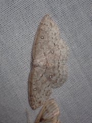 Cyclophora
