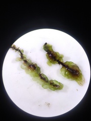 Scapania undulata