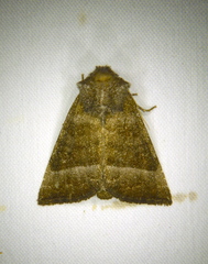 Papaipema eupatorii