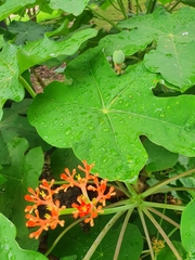Jatropha podagrica