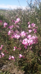 Podalyria microphylla