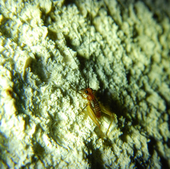 Trigonidium cicindeloides