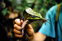 Lithobates palmipes