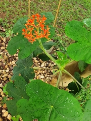 Jatropha podagrica