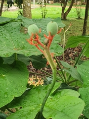 Jatropha podagrica