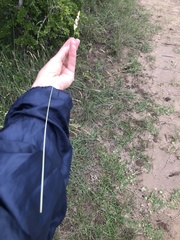 Eragrostis capensis