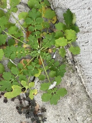 Chelidonium majus