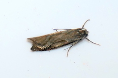 Diurnea lipsiella