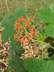 Jatropha podagrica