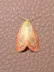 Miltochrista miniata