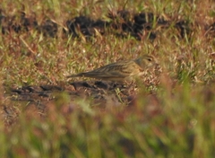 Calandrella brachydactyla