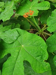 Jatropha podagrica