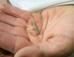 Hemidactylus frenatus