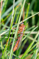 Ophion obscuratus