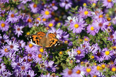 Vanessa cardui