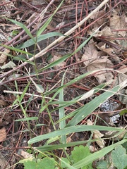Poaceae