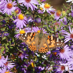 Vanessa cardui