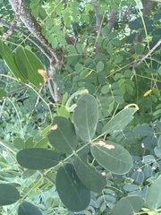 Erythrostemon mexicanus