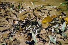 Neographium agesilaus