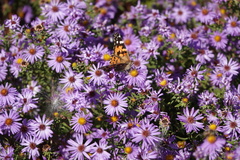 Vanessa cardui