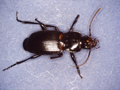 Pterostichus