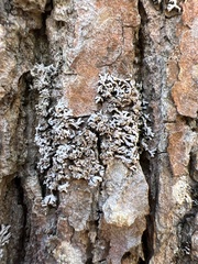 Physconia perisidiosa