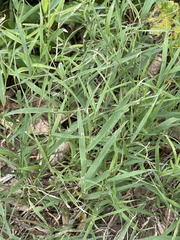 Poaceae