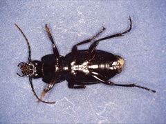 Pterostichus