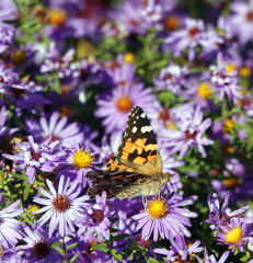 Vanessa cardui