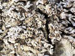 Physconia perisidiosa