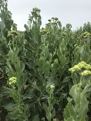 Senecio halimifolius
