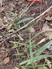 Poaceae