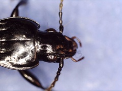Pterostichus